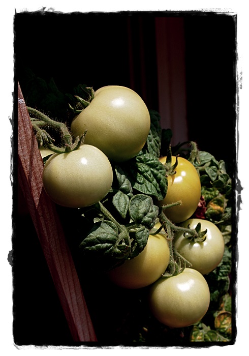 Tomates 3